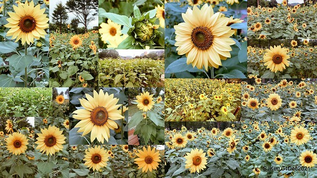 士林官邸2021「菊來運轉」花展 (Shilin Residence Chrysanthesmum Festival), Nov 26 ~ Dec 12, 2021, Taipei, Taiwan, SJKen, Dec 4, 2021.