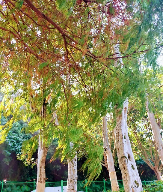 Larix pine at Bi-Hu garden, Taipei, Taiwan, SJKen, Dec 16,2021.