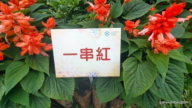 士林官邸2021「菊來運轉」花展 (Shilin Residence Chrysanthesmum Festival), Nov 26 ~ Dec 12, 2021, Taipei, Taiwan, SJKen, Dec 4, 2021.