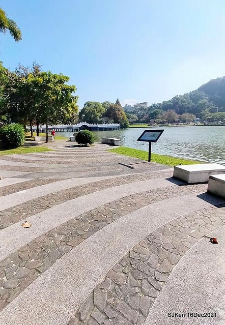 Larix pine at Bi-Hu garden, Taipei, Taiwan, SJKen, Dec 16,2021.