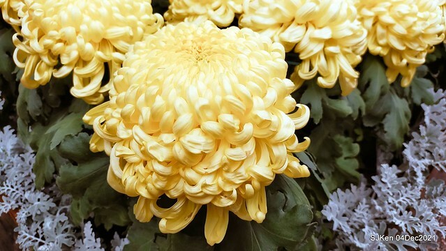 士林官邸2021「菊來運轉」花展 (Shilin Residence Chrysanthesmum Festival), Nov 26 ~ Dec 12, 2021, Taipei, Taiwan, SJKen, Dec 4, 2021.