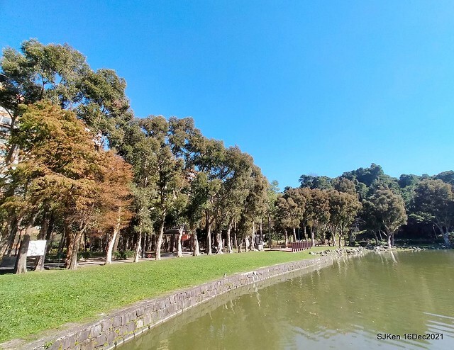 Larix pine at Bi-Hu garden, Taipei, Taiwan, SJKen, Dec 16,2021.