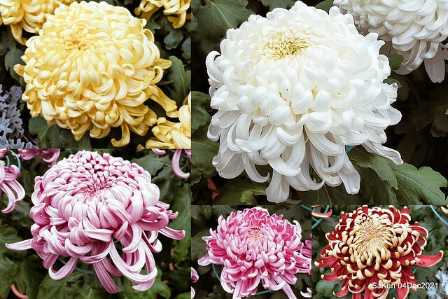 士林官邸2021「菊來運轉」花展 (Shilin Residence Chrysanthesmum Festival), Nov 26 ~ Dec 12, 2021, Taipei, Taiwan, SJKen, Dec 4, 2021.