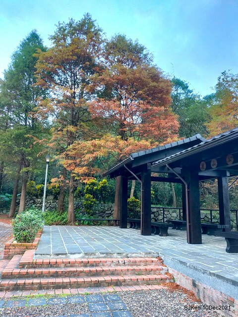 Larix pine garden plaza at Nangang, Taipei, Taiwan, SJKen, Dec 10, 2021.