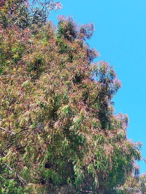Larix pine at Bi-Hu garden, Taipei, Taiwan, SJKen, Dec 16,2021.