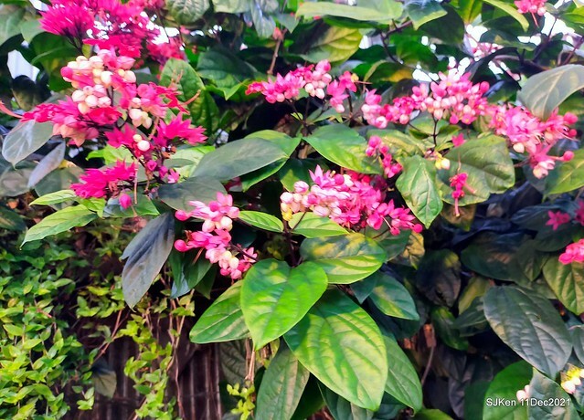Larix pine trail nearby Fuxinggang metro station, Taipei, Taiwan, SJKen, Dec 11, 2021.