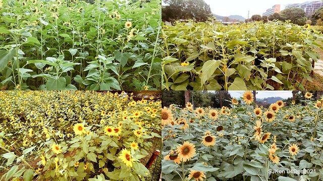 士林官邸2021「菊來運轉」花展 (Shilin Residence Chrysanthesmum Festival), Nov 26 ~ Dec 12, 2021, Taipei, Taiwan, SJKen, Dec 4, 2021.