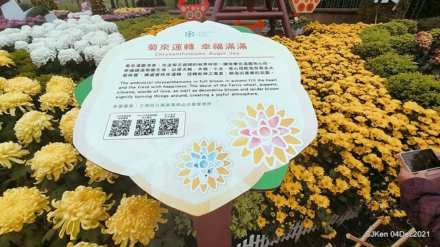 士林官邸2021「菊來運轉」花展 (Shilin Residence Chrysanthesmum Festival), Nov 26 ~ Dec 12, 2021, Taipei, Taiwan, SJKen, Dec 4, 2021.