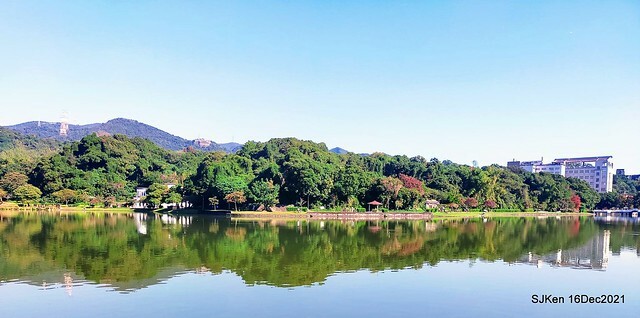 Larix pine at Bi-Hu garden, Taipei, Taiwan, SJKen, Dec 16,2021.