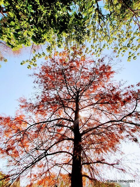 Larix pine at Bi-Hu garden, Taipei, Taiwan, SJKen, Dec 16,2021.