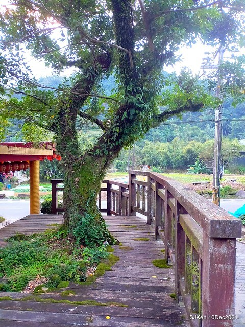 Larix pine garden plaza at Nangang, Taipei, Taiwan, SJKen, Dec 10, 2021.