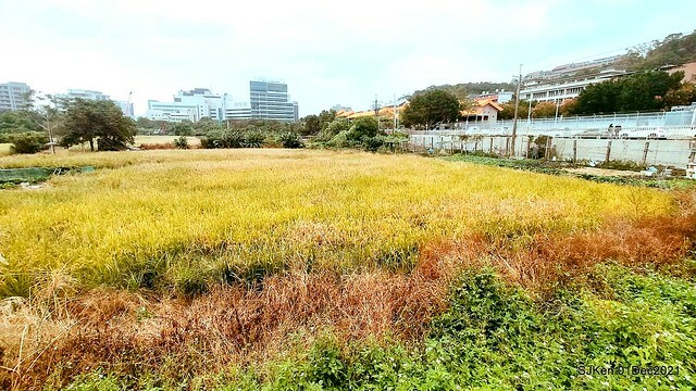 2021「熊愛關渡」稻草裝置藝術展(Bear art exhibition at Kuandu , Taipei, Taiwan, SJKen, Dec 1, 2021.