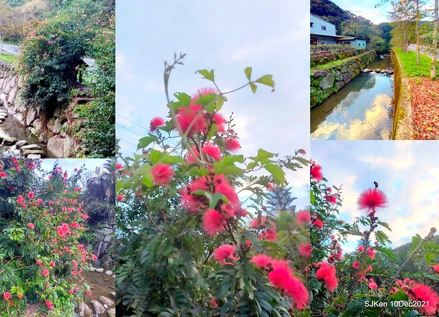 Larix pine garden plaza at Nangang, Taipei, Taiwan, SJKen, Dec 10, 2021.