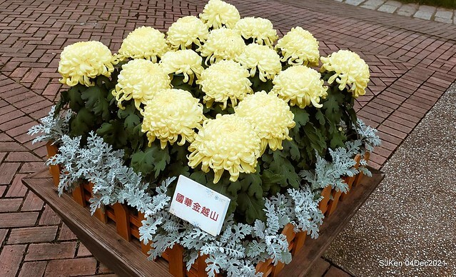 士林官邸2021「菊來運轉」花展 (Shilin Residence Chrysanthesmum Festival), Nov 26 ~ Dec 12, 2021, Taipei, Taiwan, SJKen, Dec 4, 2021.