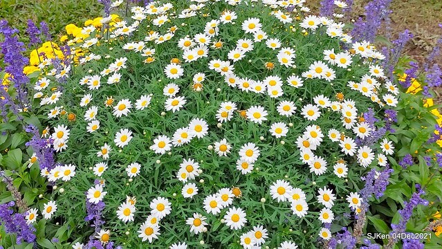 士林官邸2021「菊來運轉」花展 (Shilin Residence Chrysanthesmum Festival), Nov 26 ~ Dec 12, 2021, Taipei, Taiwan, SJKen, Dec 4, 2021.