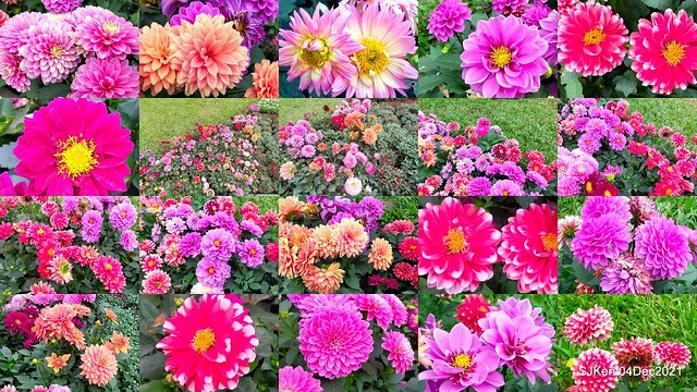 士林官邸2021「菊來運轉」花展 (Shilin Residence Chrysanthesmum Festival), Nov 26 ~ Dec 12, 2021, Taipei, Taiwan, SJKen, Dec 4, 2021.