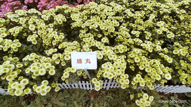 士林官邸2021「菊來運轉」花展 (Shilin Residence Chrysanthesmum Festival), Nov 26 ~ Dec 12, 2021, Taipei, Taiwan, SJKen, Dec 4, 2021.