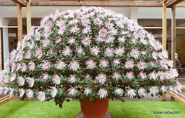 士林官邸2021「菊來運轉」花展 (Shilin Residence Chrysanthesmum Festival), Nov 26 ~ Dec 12, 2021, Taipei, Taiwan, SJKen, Dec 4, 2021.