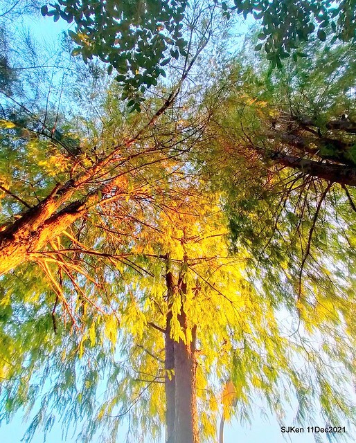 Larix pine trail nearby Fuxinggang metro station, Taipei, Taiwan, SJKen, Dec 11, 2021.