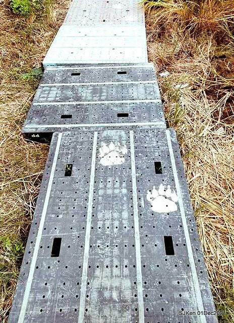 2021「熊愛關渡」稻草裝置藝術展(Bear art exhibition at Kuandu , Taipei, Taiwan, SJKen, Dec 1, 2021.