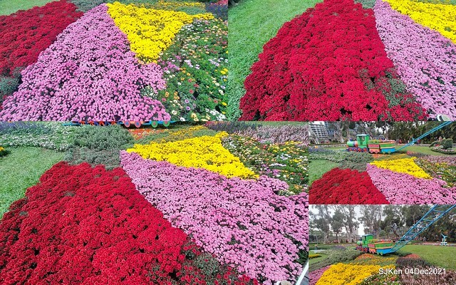 士林官邸2021「菊來運轉」花展 (Shilin Residence Chrysanthesmum Festival), Nov 26 ~ Dec 12, 2021, Taipei, Taiwan, SJKen, Dec 4, 2021.