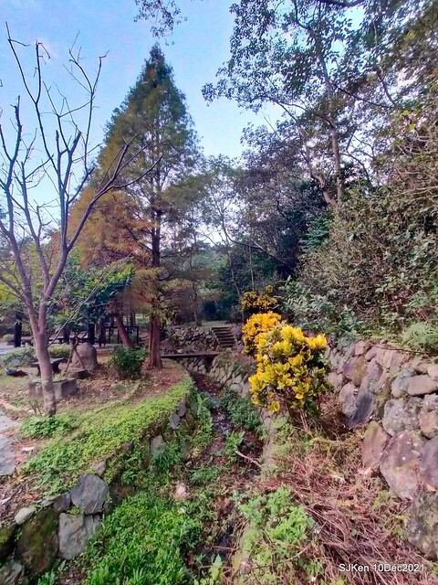 Larix pine garden plaza at Nangang, Taipei, Taiwan, SJKen, Dec 10, 2021.