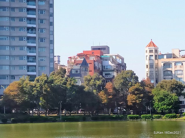 Larix pine at Bi-Hu garden, Taipei, Taiwan, SJKen, Dec 16,2021.