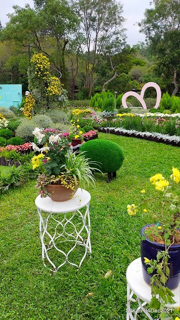 士林官邸2021「菊來運轉」花展 (Shilin Residence Chrysanthesmum Festival), Nov 26 ~ Dec 12, 2021, Taipei, Taiwan, SJKen, Dec 4, 2021.