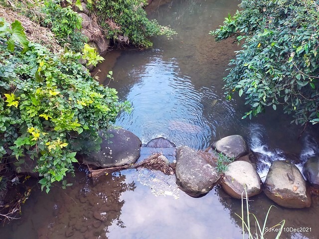 Larix pine garden plaza at Nangang, Taipei, Taiwan, SJKen, Dec 10, 2021.
