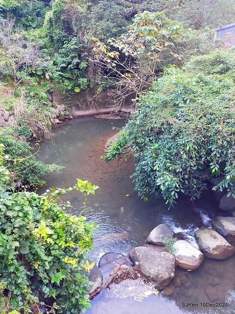 Larix pine garden plaza at Nangang, Taipei, Taiwan, SJKen, Dec 10, 2021.