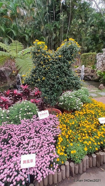 士林官邸2021「菊來運轉」花展 (Shilin Residence Chrysanthesmum Festival), Nov 26 ~ Dec 12, 2021, Taipei, Taiwan, SJKen, Dec 4, 2021.