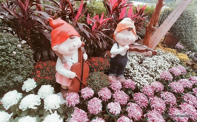 士林官邸2021「菊來運轉」花展 (Shilin Residence Chrysanthesmum Festival), Nov 26 ~ Dec 12, 2021, Taipei, Taiwan, SJKen, Dec 4, 2021.