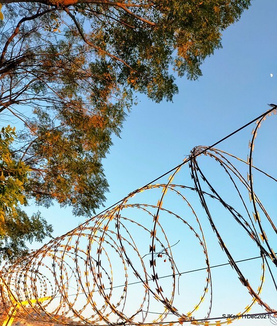 Larix pine trail nearby Fuxinggang metro station, Taipei, Taiwan, SJKen, Dec 11, 2021.