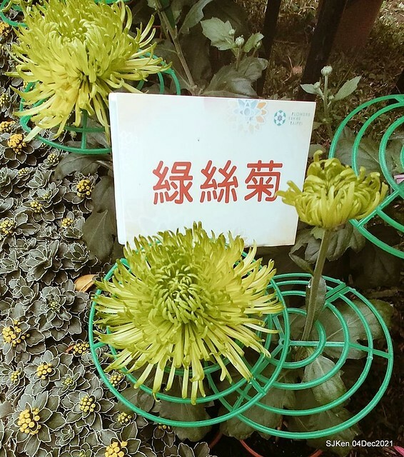 士林官邸2021「菊來運轉」花展 (Shilin Residence Chrysanthesmum Festival), Nov 26 ~ Dec 12, 2021, Taipei, Taiwan, SJKen, Dec 4, 2021.
