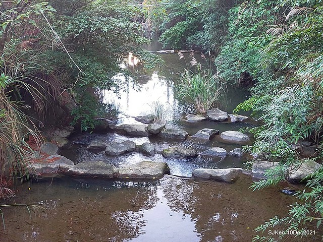 Larix pine garden plaza at Nangang, Taipei, Taiwan, SJKen, Dec 10, 2021.