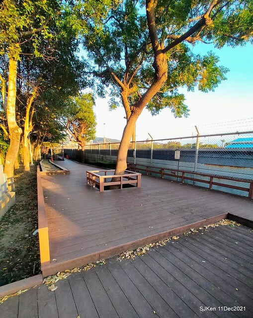 Larix pine trail nearby Fuxinggang metro station, Taipei, Taiwan, SJKen, Dec 11, 2021.