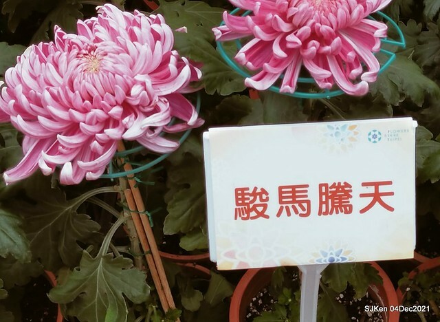 士林官邸2021「菊來運轉」花展 (Shilin Residence Chrysanthesmum Festival), Nov 26 ~ Dec 12, 2021, Taipei, Taiwan, SJKen, Dec 4, 2021.