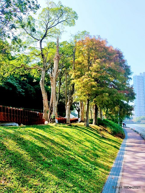 Larix pine at Bi-Hu garden, Taipei, Taiwan, SJKen, Dec 16,2021.