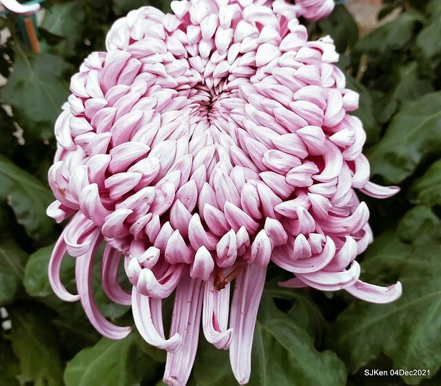 士林官邸2021「菊來運轉」花展 (Shilin Residence Chrysanthesmum Festival), Nov 26 ~ Dec 12, 2021, Taipei, Taiwan, SJKen, Dec 4, 2021.