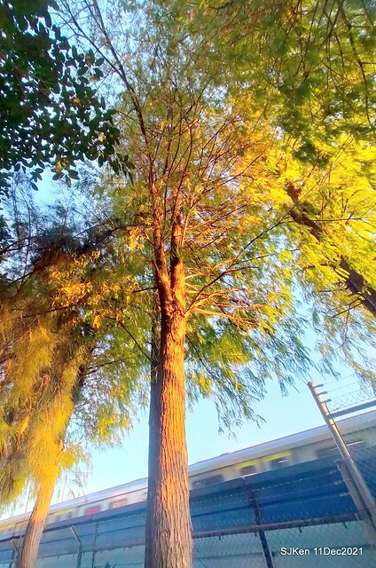 Larix pine trail nearby Fuxinggang metro station, Taipei, Taiwan, SJKen, Dec 11, 2021.