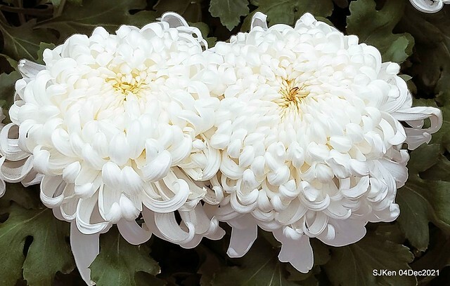 士林官邸2021「菊來運轉」花展 (Shilin Residence Chrysanthesmum Festival), Nov 26 ~ Dec 12, 2021, Taipei, Taiwan, SJKen, Dec 4, 2021.