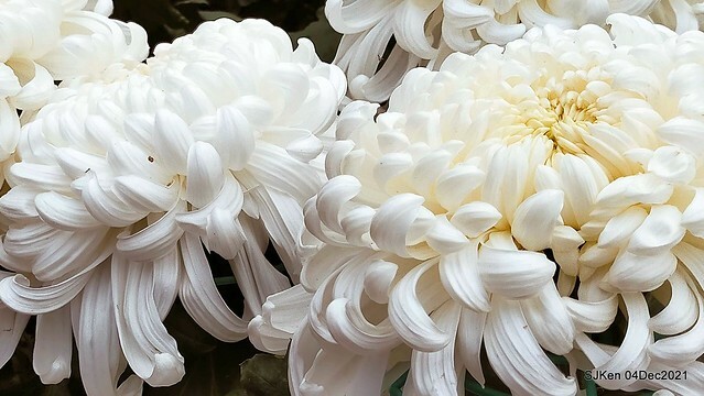 士林官邸2021「菊來運轉」花展 (Shilin Residence Chrysanthesmum Festival), Nov 26 ~ Dec 12, 2021, Taipei, Taiwan, SJKen, Dec 4, 2021.