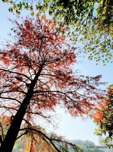 Larix pine at Bi-Hu garden, Taipei, Taiwan, SJKen, Dec 16,2021.