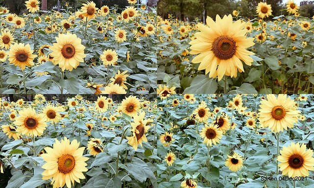 士林官邸2021「菊來運轉」花展 (Shilin Residence Chrysanthesmum Festival), Nov 26 ~ Dec 12, 2021, Taipei, Taiwan, SJKen, Dec 4, 2021.