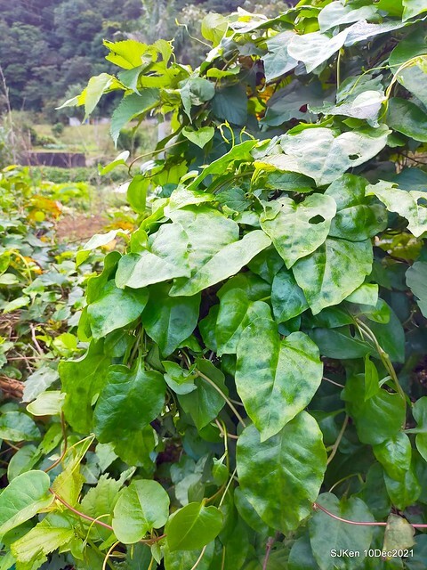 Larix pine garden plaza at Nangang, Taipei, Taiwan, SJKen, Dec 10, 2021.