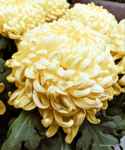 士林官邸2021「菊來運轉」花展 (Shilin Residence Chrysanthesmum Festival), Nov 26 ~ Dec 12, 2021, Taipei, Taiwan, SJKen, Dec 4, 2021.