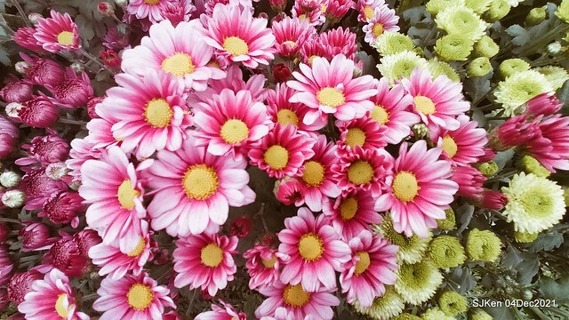 士林官邸2021「菊來運轉」花展 (Shilin Residence Chrysanthesmum Festival), Nov 26 ~ Dec 12, 2021, Taipei, Taiwan, SJKen, Dec 4, 2021.