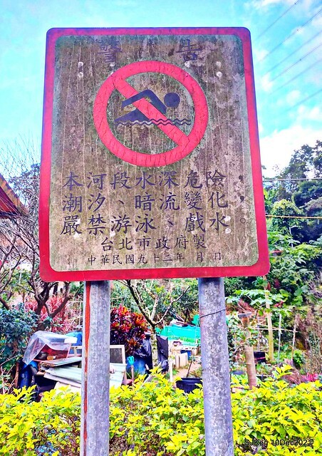 Larix pine garden plaza at Nangang, Taipei, Taiwan, SJKen, Dec 10, 2021.