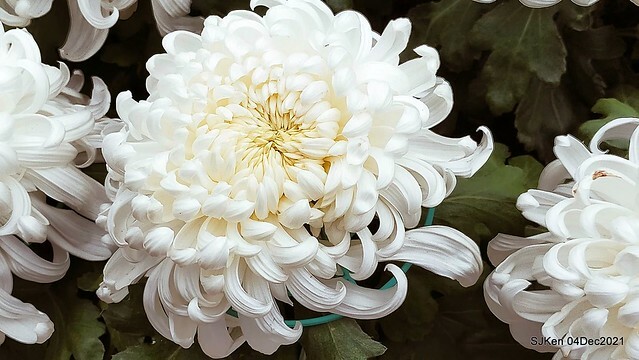 士林官邸2021「菊來運轉」花展 (Shilin Residence Chrysanthesmum Festival), Nov 26 ~ Dec 12, 2021, Taipei, Taiwan, SJKen, Dec 4, 2021.