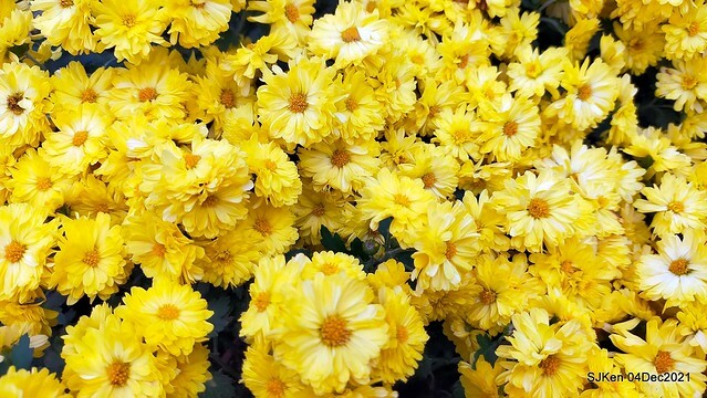 士林官邸2021「菊來運轉」花展 (Shilin Residence Chrysanthesmum Festival), Nov 26 ~ Dec 12, 2021, Taipei, Taiwan, SJKen, Dec 4, 2021.